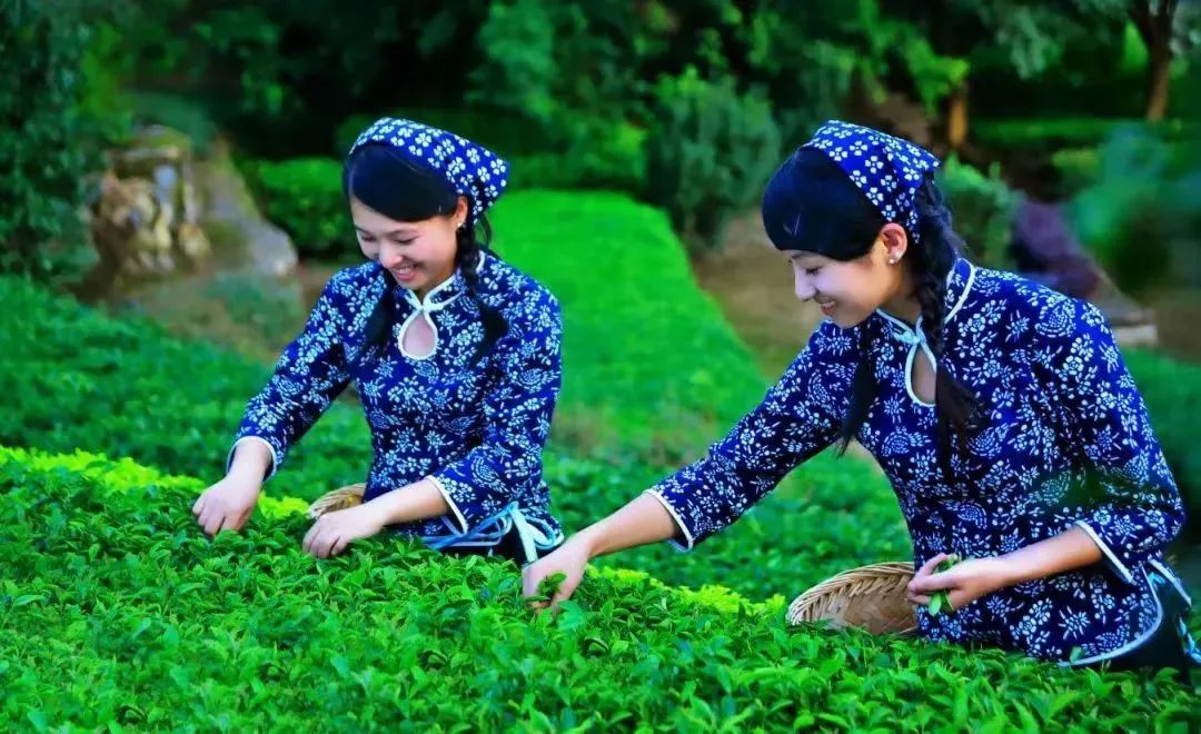 安溪茶.jpg